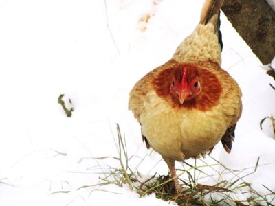 Affordable Ways to Keep Your Flock Warm Image